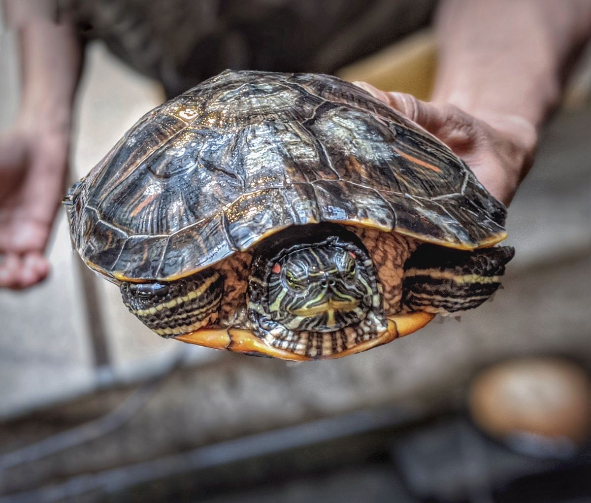 a turtle being held by a woman